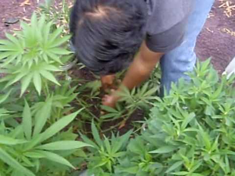 Destroying Marijuana plant