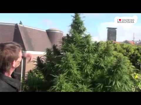 How To Grow Marijuana On Your Balcony