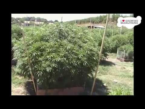 Marijuana Growing In Backyard - OVer 50 Plants