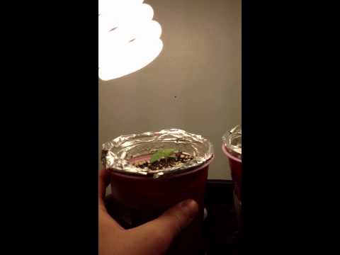 First time growing a Autoflowering Marijuana plant, and 1 week update on a New grow