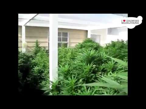 Grow Marijuana Outdoors - Backyard With Huge Marijuana Plants