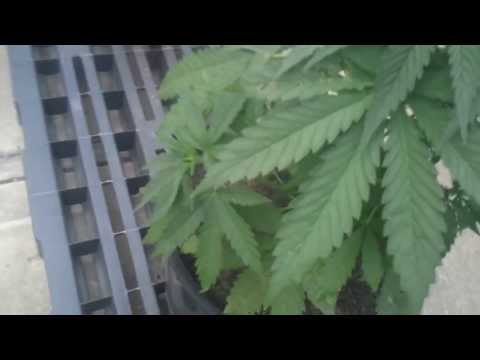 Outdoor Grow Week 6 Veg