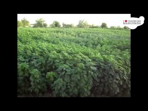 Huge Outdoor Marijuana Field in Afghanistan