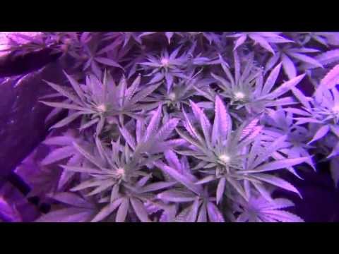 RADIANT LED L4A Series 10 Grow - Girl Scout Cookies | Sour Power | Dawg Poo - Day 16 Flower