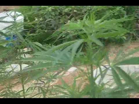 Oaxacan Gold - Cannabis Sativa (12 Weeks From Seed) [5/21/2013 - 7:41pm]