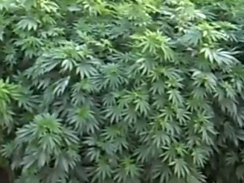 Massive Cannabis Farm Afghanistan