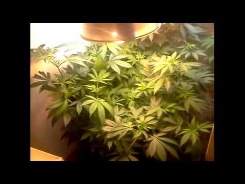 CFL -- Closet Grow (Extremely Low Budget) wk#10