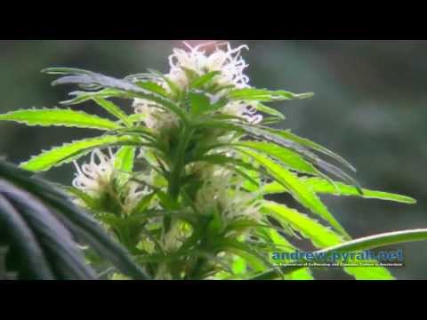 Autoflowering Cannabis Plant Grow Update