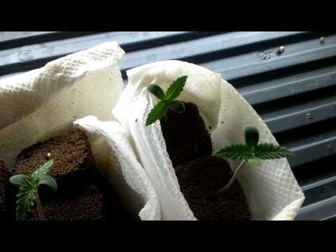 Medical marijuana grow. Black widow and Afghani