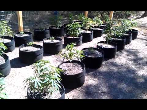 Cannabis garden experiencing light shock!