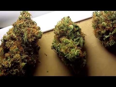 Ep 310 Earth Day Hd 1080p  Barneys Farm TOP DAWG Prt 2 Medical Strain Review WEED Marijuana