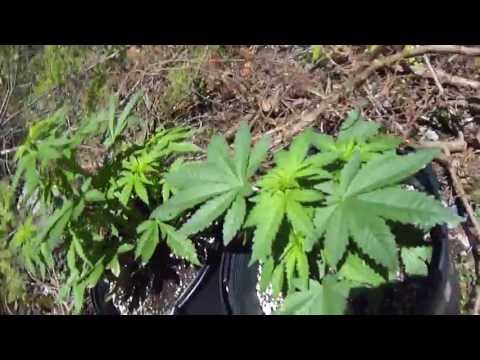 1 month and a half old Marijuana plant (First time grower) Outdoors