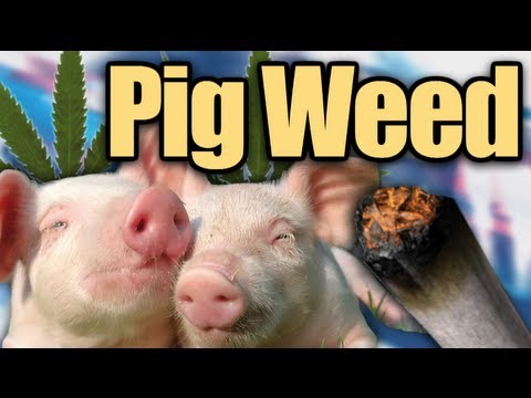 Pigs Smoking Weed