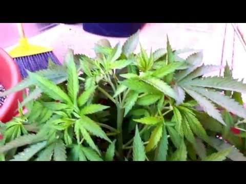 Outdoor medical marijuana grow Nor cal 2013