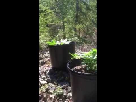 1 month old Marijuana plant (First time grower) From indoors to outdoors