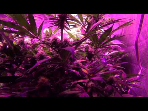 GrowBlu 500W LED Grow - Girl Scout Cookies & Frog Fart - Day 21 Flower