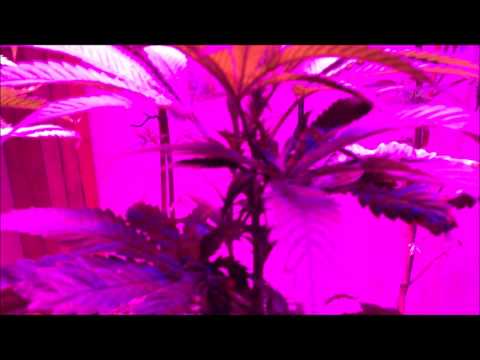 Update Marijuana Grow episode 8 (18+)