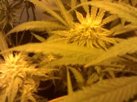 cannabis grow 2013 indoor 250w hps 1/2