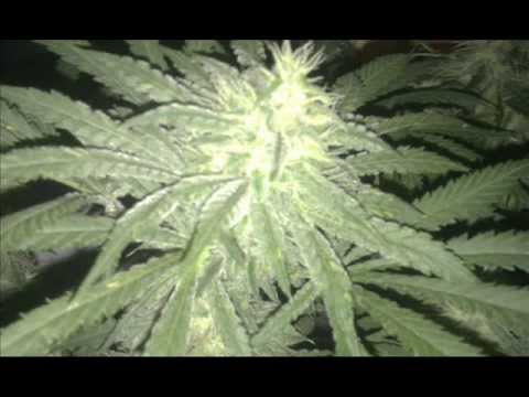various pictures indoor weed grow 2013 so far