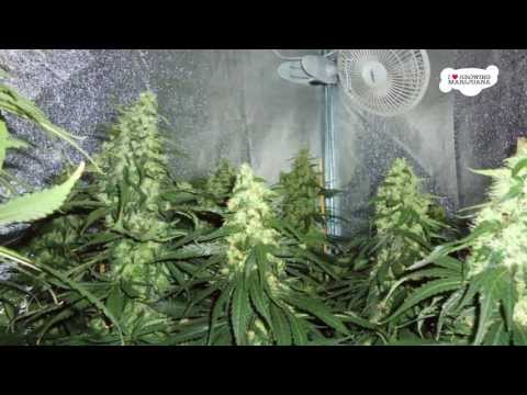 Cheese Marijuana Indoor Growing