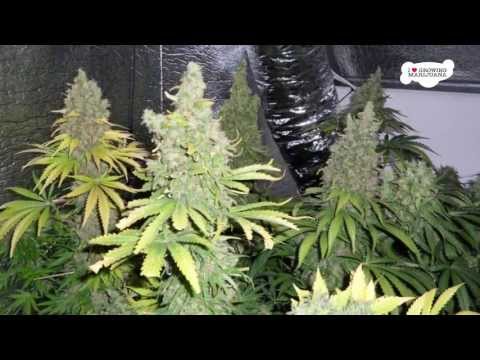 Indoor Marijuana Growing Huge Buds