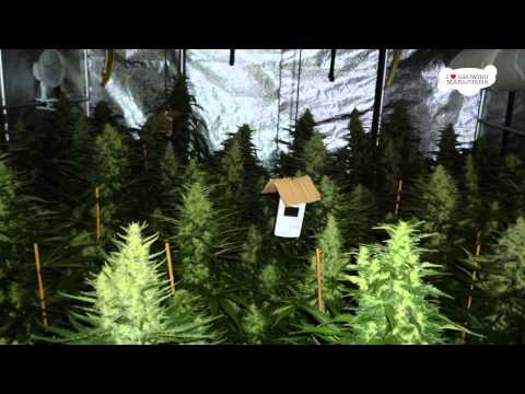 White Widow Marijuana - Indoor Growing