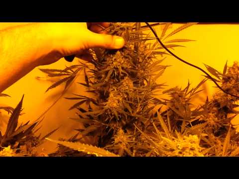 Girl Scout Cookies & Pineapple Express Part 4 Day 52 Flower & Flush