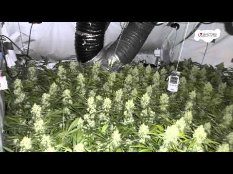 Super Skunk Marijuana Grown Indoors