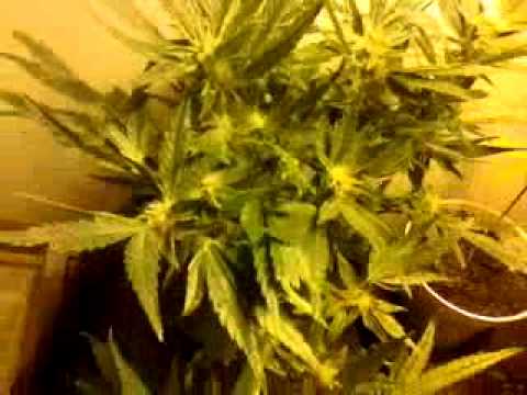 hps marijuana grow day 39 of flowering update