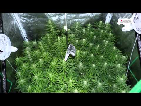 Indoor Marijuana Growing - High Yield