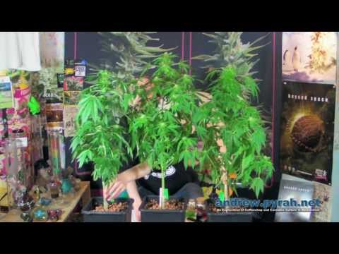 Frosty Flowers Forming - Autoflowering Cannabis Plant Update (Royal Queen Seeds)