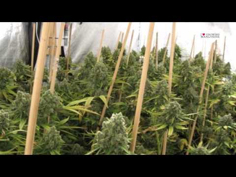 Indoor Marijuana Grow Rooms