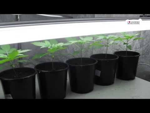 Grow Marijuana Indoors Big Buds