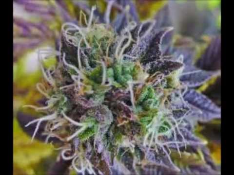Evolution Marijuana Led Grow Light Flowering