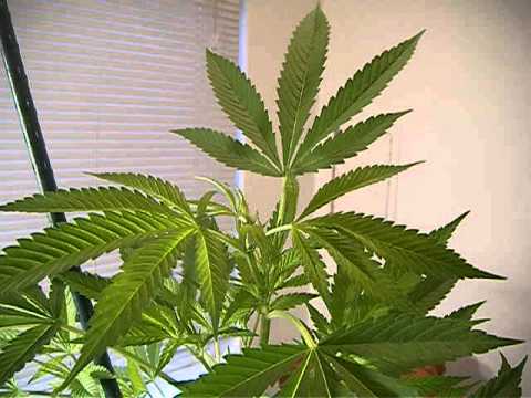 how to top marijuana plant
