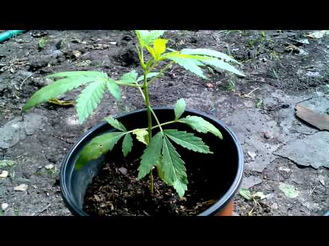 Marijuana plant one month old